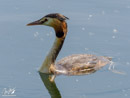 Great Crested Grebe - Perkoz Dwuczuby